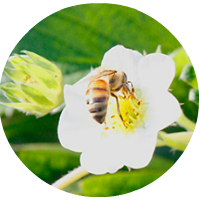 蜜蜂