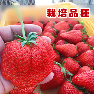 栽培品種